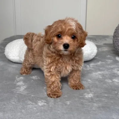 Cockapoo Puppies For Sale in Bangalore