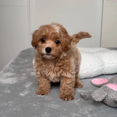 Cockapoo Puppies For Sale in Gurgaon