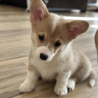 Pembroke Welsh Corgi Puppy in India