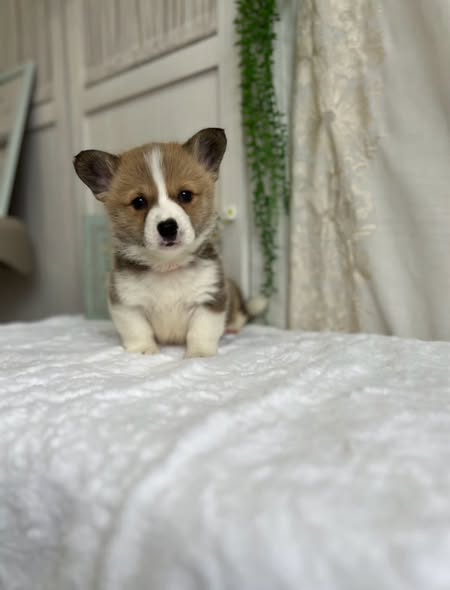 Welsh corgi puppy for sale in india