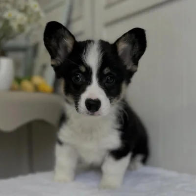 Cardigan welsh corgi puppy for sale in India