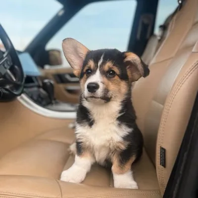 Corgi Puppies For Sale in Chennai