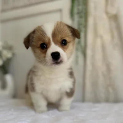 Corgi Puppies For Sale in Gurgaon