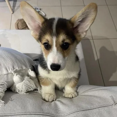 Pembroke welsh corgi