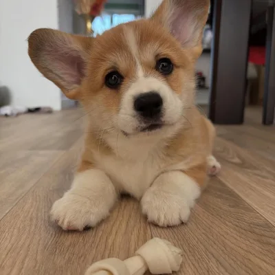 Big-Eared Corgi Puppy in Mumbai