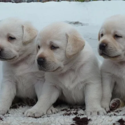 Labrador Retriever Puppy Show Quality