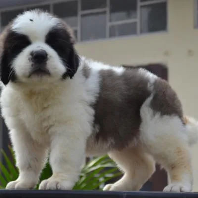 Massive Bone Saint Bernard Puppy in Mumbai