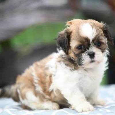 Shih Tzu Puppy for Sale in India