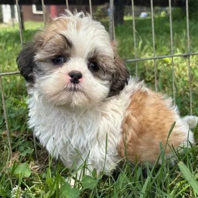 Shih tzu puppy for sale in Gurgaon