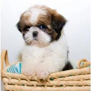 Shih Tzu Puppy Male Delhi