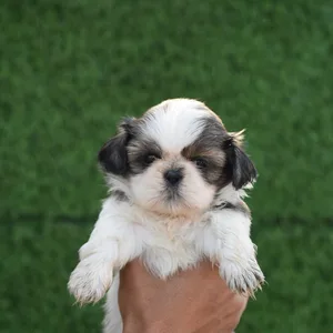 Shih Tzu Female Puppy Pune
