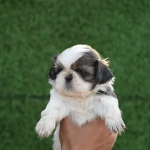 Shih Tzu Puppy Bangalore
