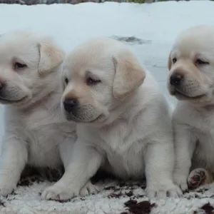 Labrador Retriever Puppy Show Quality