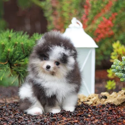 Tiny Toy Pom Puppy in India