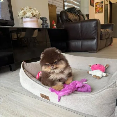 Toy pom Puppies For Sale in Hyderabad