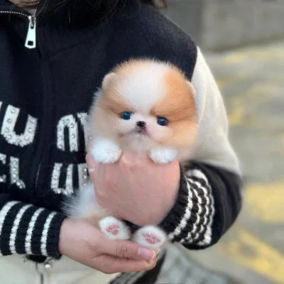 Toy pom Puppies For Sale in Bangalore