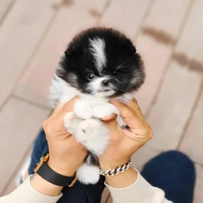 Toy pom Puppies For Sale in Gurgaon