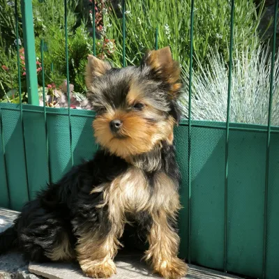 Tiny Yorkshire Terrier Puppy in India