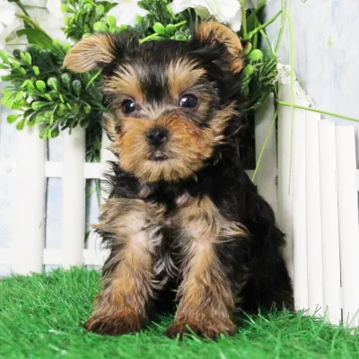 KCI Yorkie Available in Central Delhi
