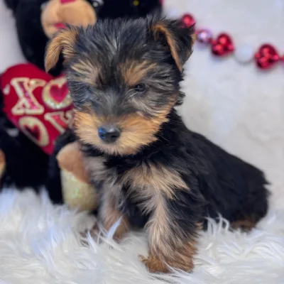 Yorkshire terrier Puppies For Sale in Gurgaon