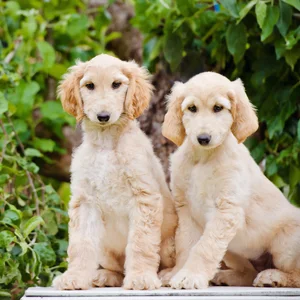 Afghan hound dog for sale