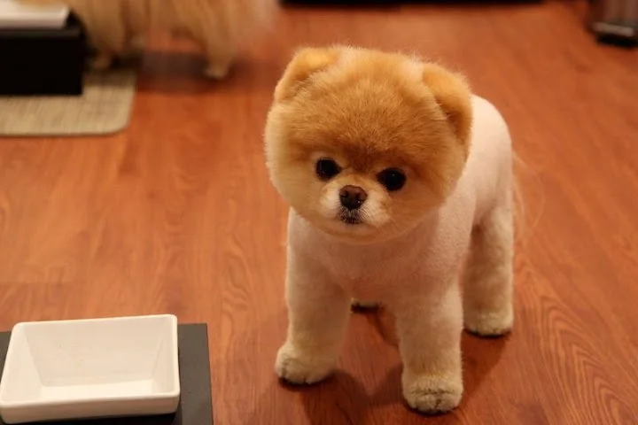 boo dog puppies for sale in mumbai