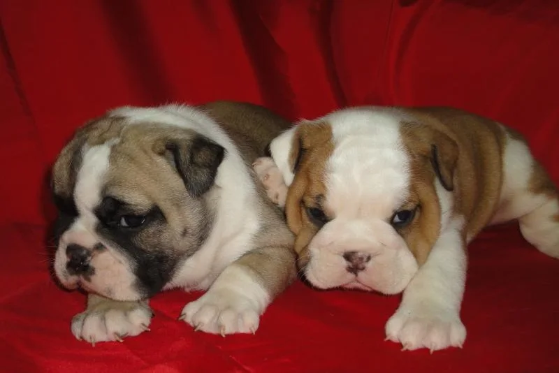 English Bulldog puppy for sale in Mumbai