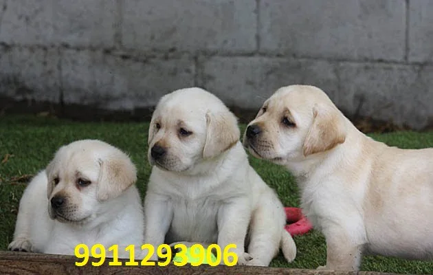 Labrador Retriever Puppies for sale
