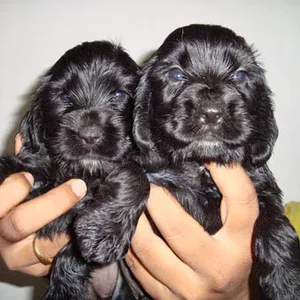 Alaskan malamute Puppies For Sale in Gurgaon