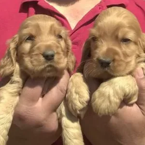 american cocker spaniel puppy price in india