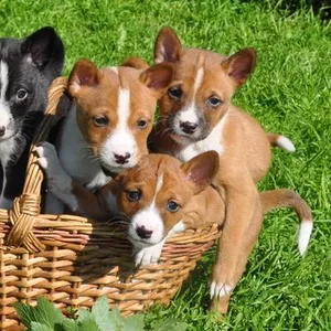 basenji puppy price in india