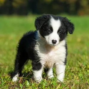 Border Collie puppy for sale
