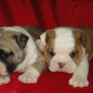 English Bulldog puppy for sale in Mumbai