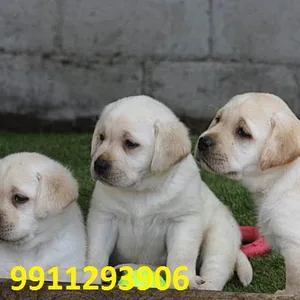 Labrador Retriever Puppies for sale