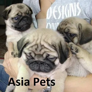 Pug Puppies for sale in Delhi
