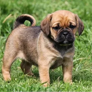 puggle dog puppy for sale in mumbai