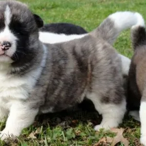 Schnauzer Puppies For Sale in Gurgaon