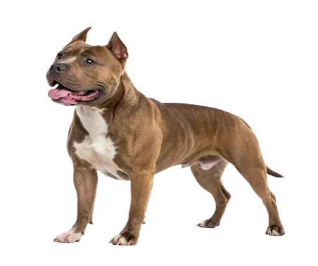 American Staffordshire Terrier