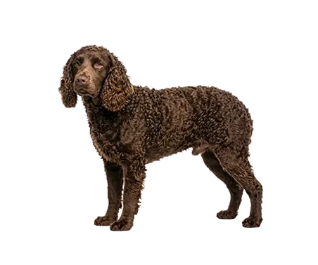 American Water Spaniel