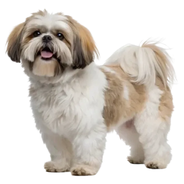 Shih Tzu