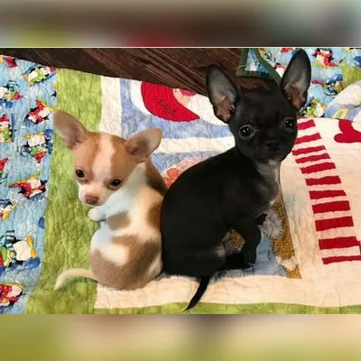 Tiny Chihuahua Puppy in India