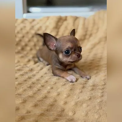 Apple-Head Chihuahua Pup Available in Car Nicobar