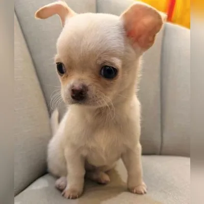Champion Bloodline Chihuahua in Port Blair