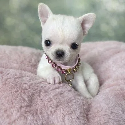 Show-Quality Chihuahua Puppy in Rangat