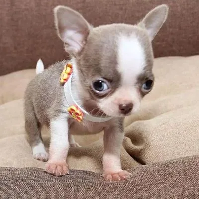 Smooth-Coat Chihuahua Puppy for Sale in Anantapur