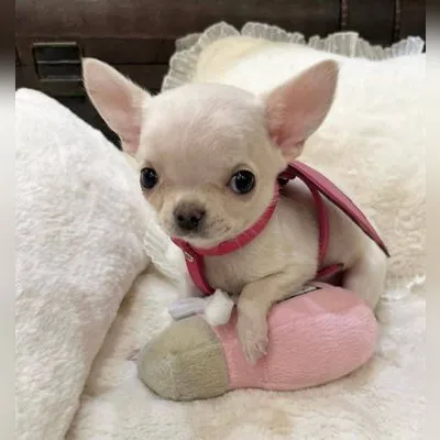 KCI Chihuahua Available in Chittoor