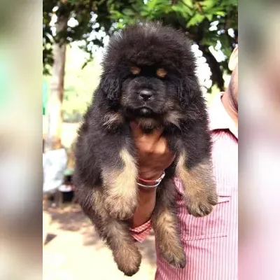 Gaddi Puppies for Sale in East Delhi - Delivery Enquiry