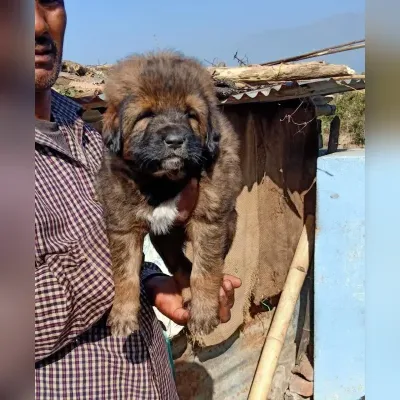 Gaddi Puppies for Sale in Silvassa - Delivery Enquiry