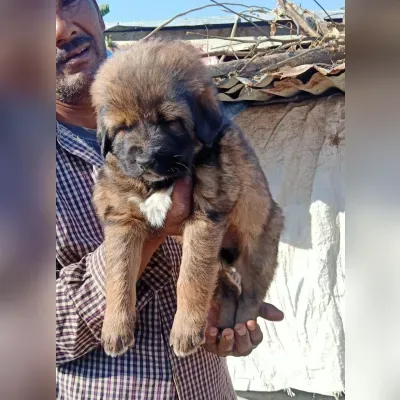 Gaddi Puppies for Sale in Dwarka - Delivery Enquiry