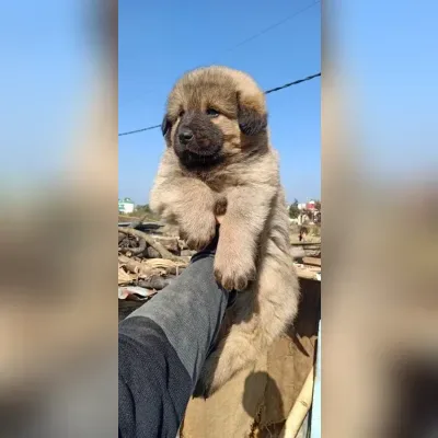 Gaddi Puppies for Sale in Agatti - Delivery Enquiry